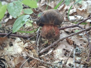 Neoboletus erythropus