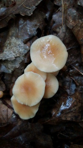 Gymnopus dryophilus