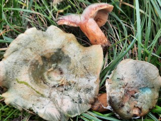Lactarius sanguifluus