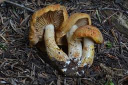 Cortinarius rubicundulus