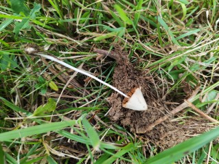 Conocybe apala