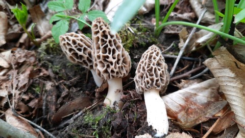 Morchella esculenta