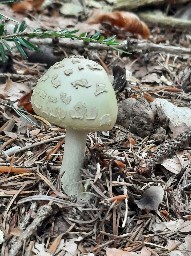 Amanita citrina