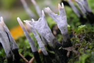 Xylaria hypoxylon