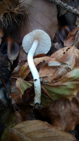 Inocybe geophylla