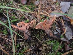 Phellodon tomentosus