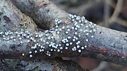 Physarum leucopus