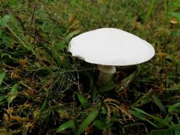 Leucoagaricus leucothites