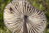 Mycena polygramma