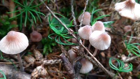 Mycena haematopus