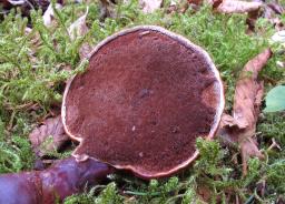 Ganoderma lucidum