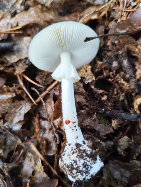 Amanita phalloides
