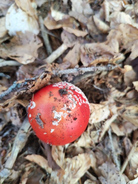 Amanita muscaria