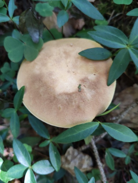 Xerocomus subtomentosus