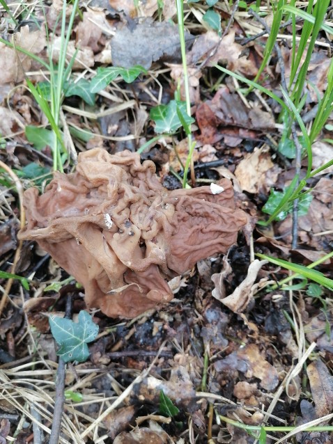 Gyromitra esculenta