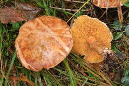 Suillus tridentinus