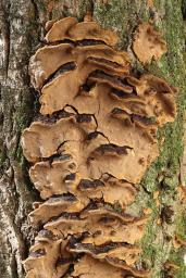 Phellinopsis conchata