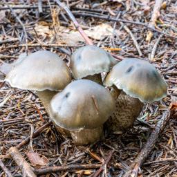 Tricholoma saponaceum var. squamosum