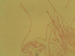 Mycena inclinata