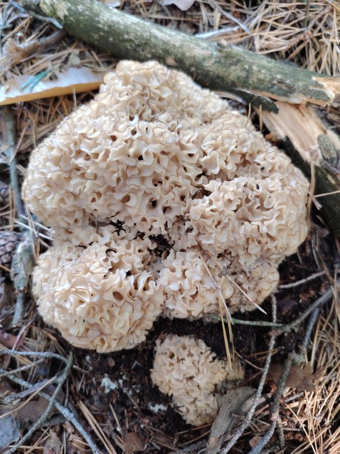 Sparassis crispa