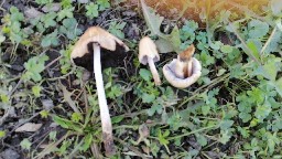 Coprinellus micaceus