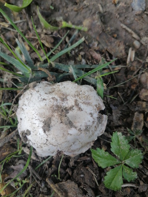 Agaricus campestris