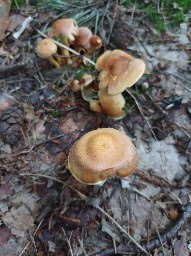 Hypholoma lateritium