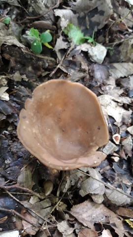 Helvella acetabulum