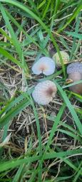 Lepiota lilacea