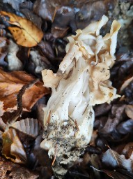 Helvella crispa
