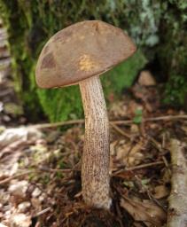 Leccinum scabrum