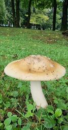 Amanita dryophila f. dryophila