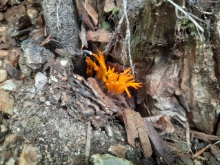 Calocera viscosa