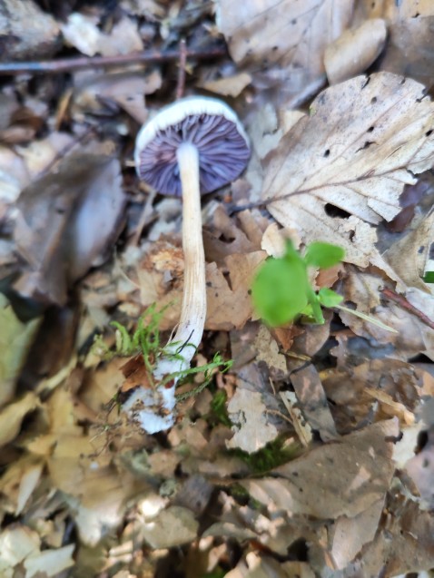 Laccaria amethystina