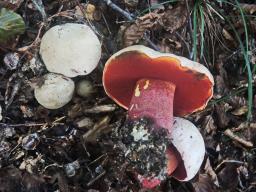 Rubroboletus rhodoxanthus