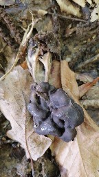 Helvella lacunosa