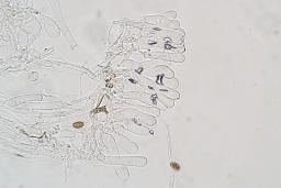 Inosperma pisciodorum