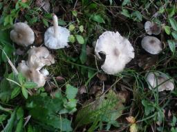 Tricholoma scalpturatum