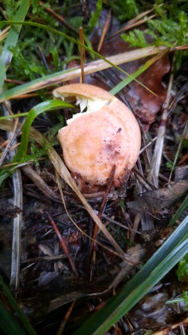 Lactarius chrysorrheus