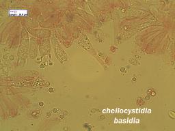 Atheniella flavoalba