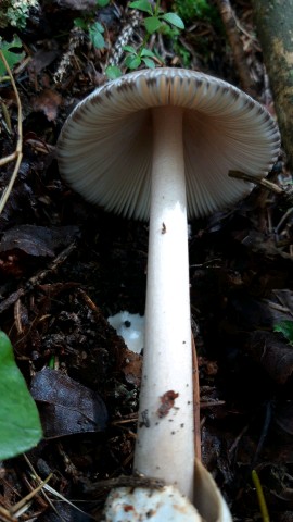 Amanita battarrae