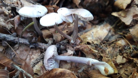 Mycena pura