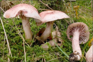 Hygrophorus erubescens