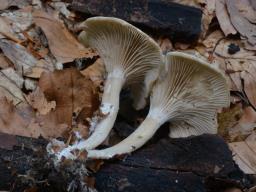 Clitocybe subspadicea