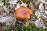 Cortinarius semisanguineus