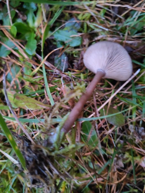 Pseudoclitocybe expallens