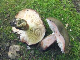 Russula nigricans