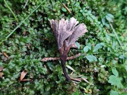 Thelephora caryophyllea