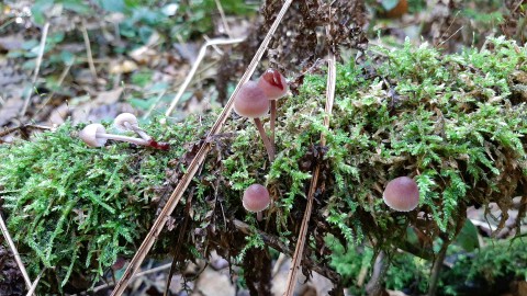 Mycena haematopus