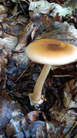 Amanita fulva